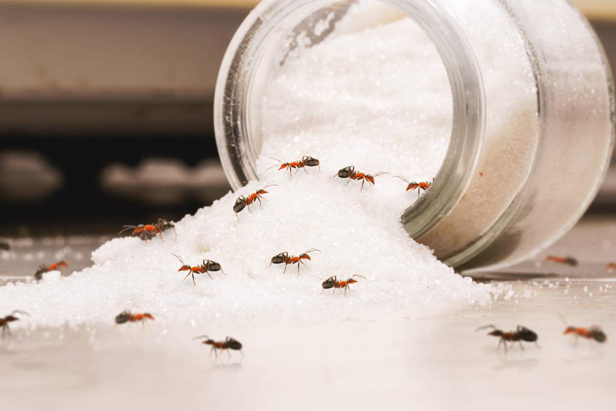 Cleaning Practices For Pests